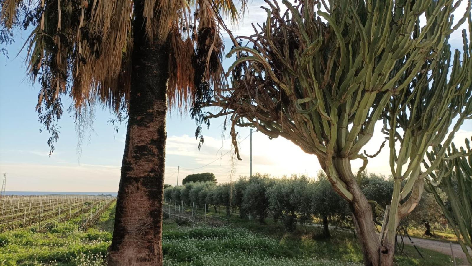 Casa Bouganville Villetta Tra Le Vigne E Il Mare Menfi Εξωτερικό φωτογραφία